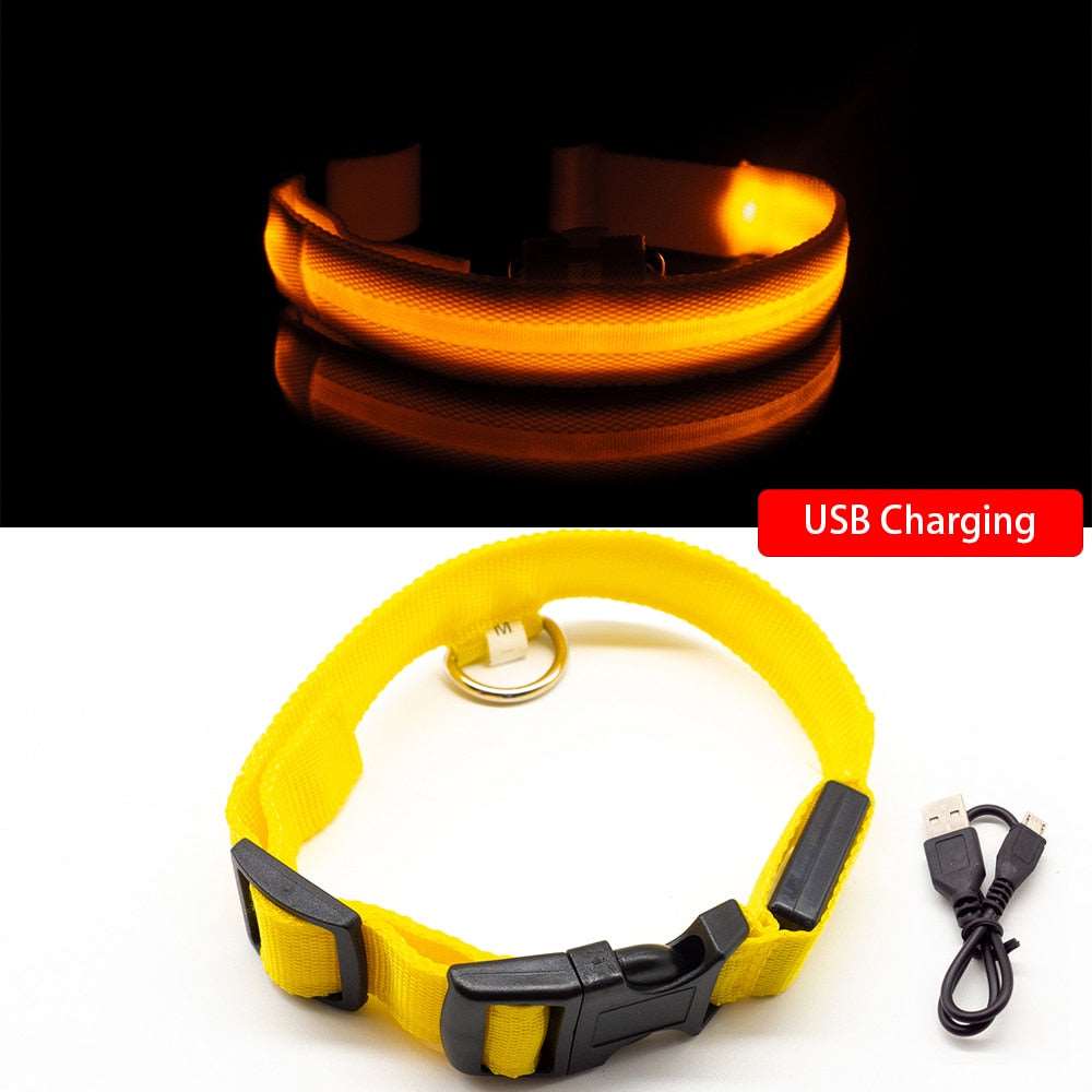Light Up Collars Australiandogbrokers.com.au