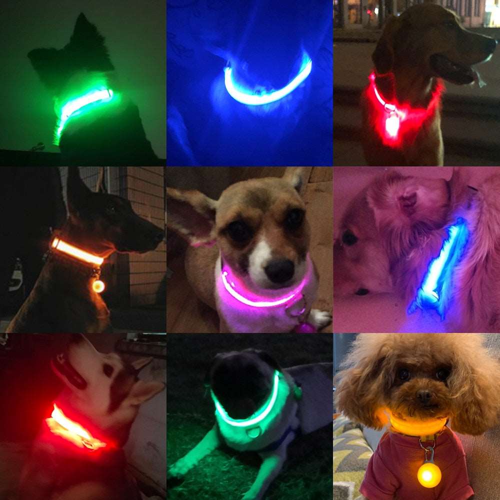 Light Up Collars Australiandogbrokers.com.au
