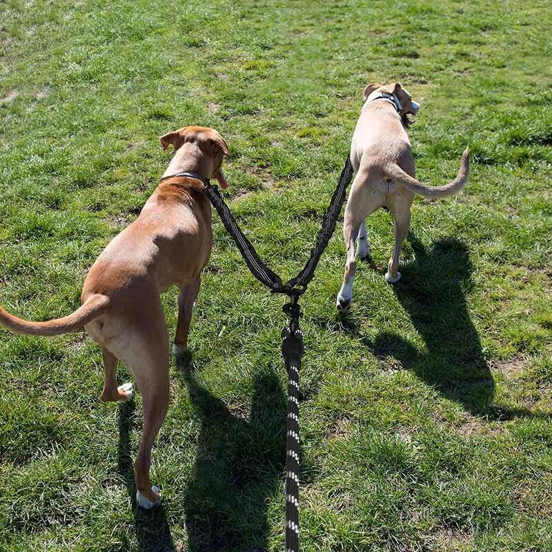 Dual Leash Australiandogbrokers.com.au