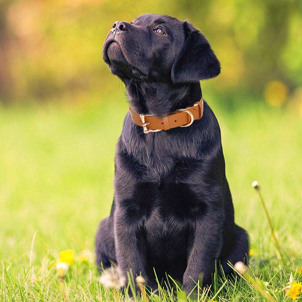 Leather Collars Australiandogbrokers.com.au