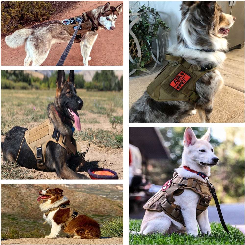 Military Harness Plus Accessories Australiandogbrokers.com.au