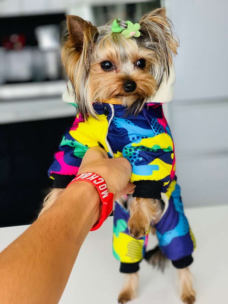 Dog hoodie Australiandogbrokers.com.au