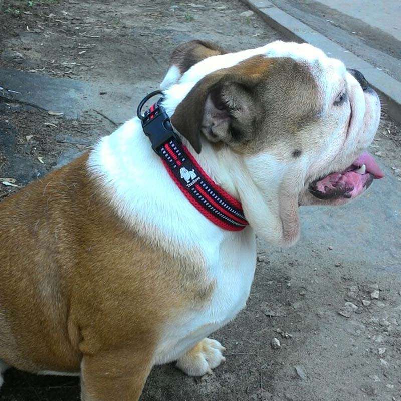 Soft Padded Mesh Dog Collar Australiandogbrokers.com.au