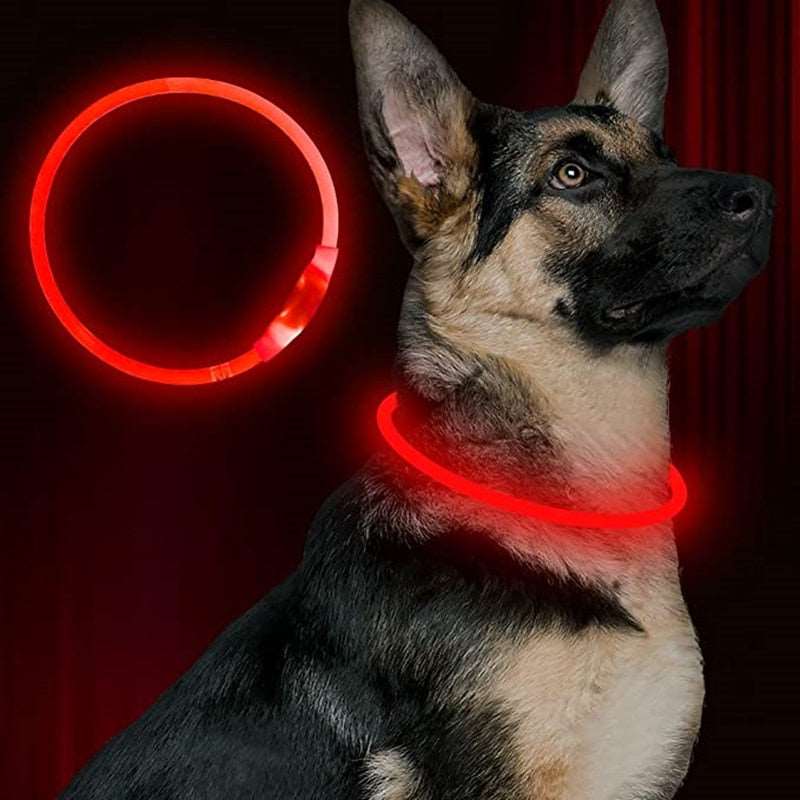 Led Dog Collar Australiandogbrokers.com.au