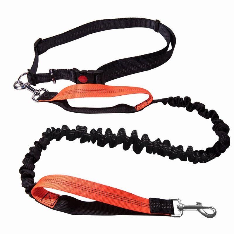 Dogs Running Leash Australiandogbrokers.com.au