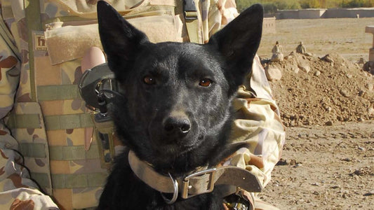 Echoes of Courage: A Decade with Explosive Detection Dogs in Afghanistan