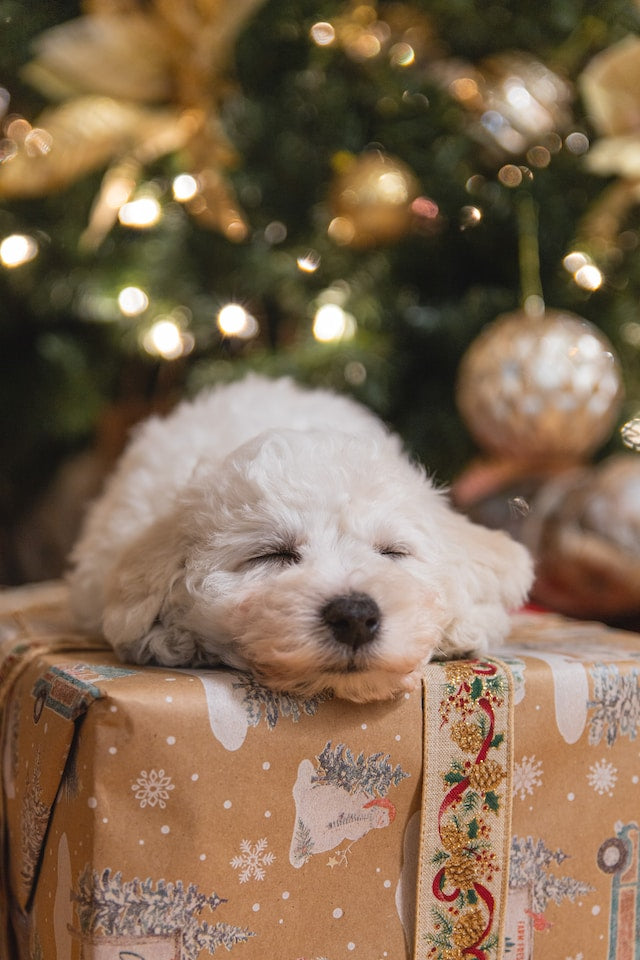 Paws and Claus: The Complications of Giving a Puppy as a Christmas Gif