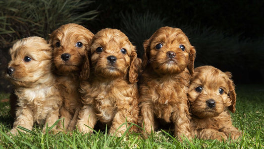 The Cavoodle Craze: Why This Breed Is So Beloved