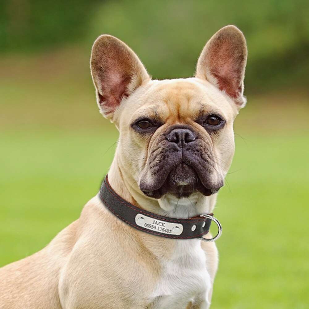 Customized Dog Collars Genuine Leather Australiandogbrokers.com.au