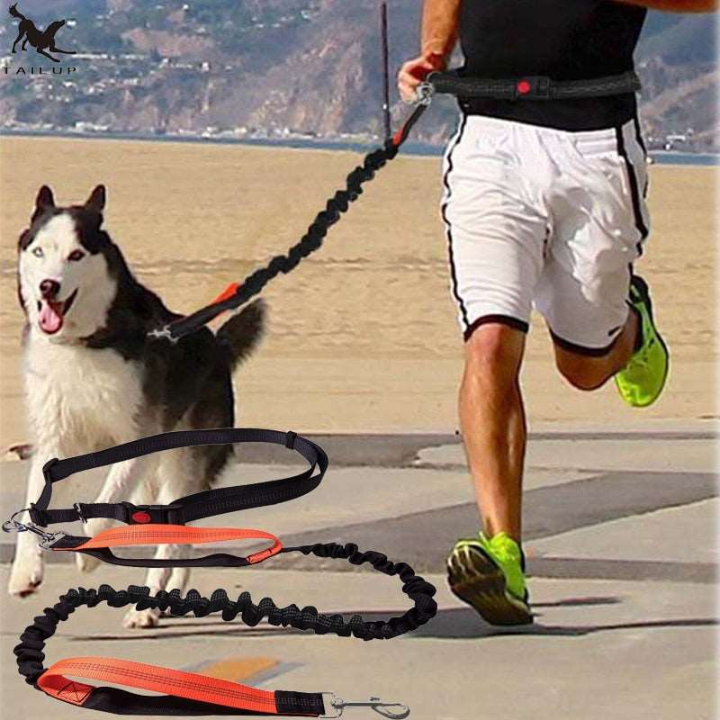 Dogs Running Leash Australiandogbrokers.com.au