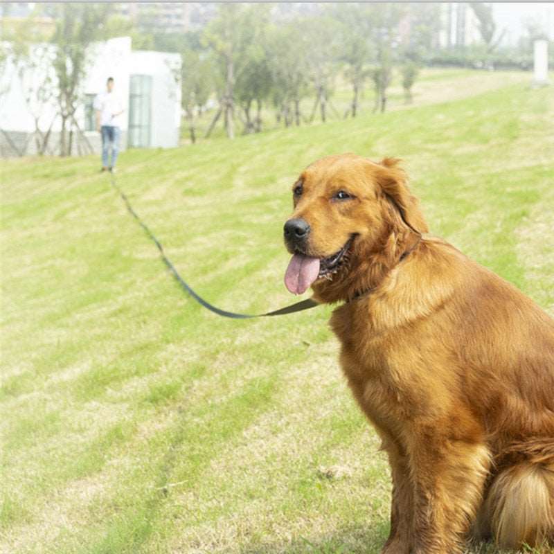 Long Dog Leash Australiandogbrokers.com.au