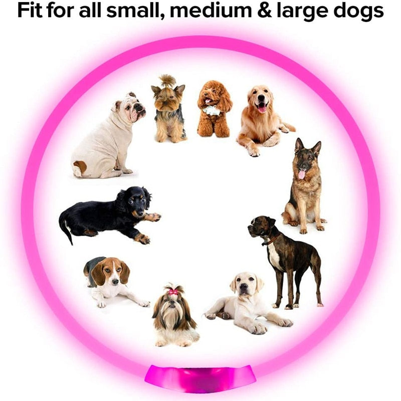Led Dog Collar Australiandogbrokers.com.au